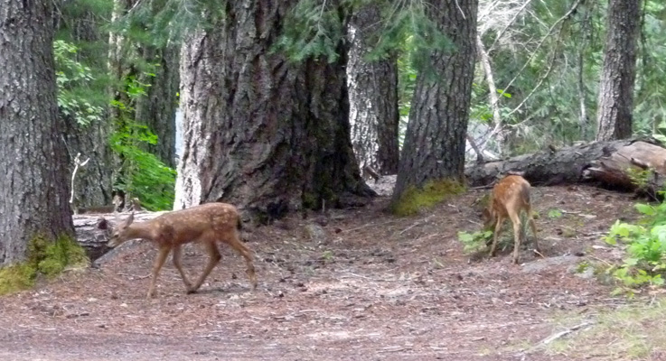 Two fawns Peterson Prairie WA