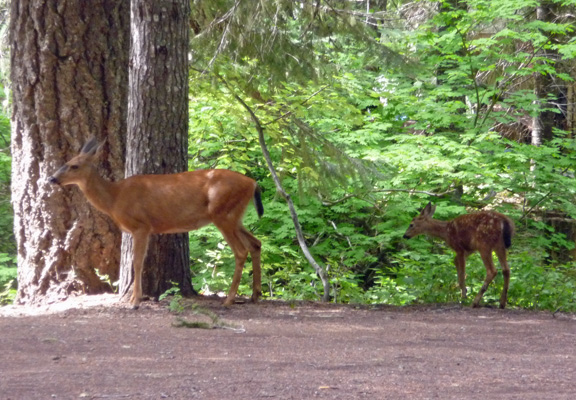 Doe and fawn Peterson Prairie WA