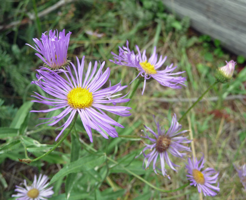 Leafybract Asters (Aster foliaceus) Peterson Prairie WA