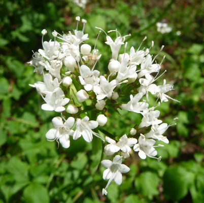 Sitka Valerian (Valerian sitchensis).