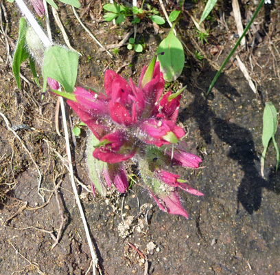 Magental Paintbrush Bird Creek Meadows WA