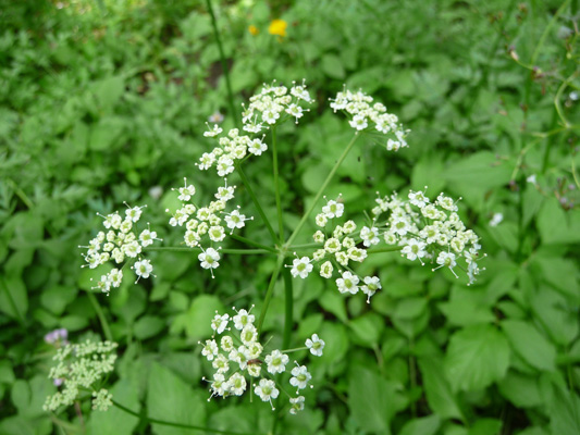 Angelica Bird Creek Meadows