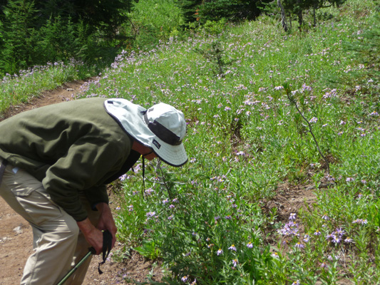 Walter Cooke with asters Bird Creek Meadows