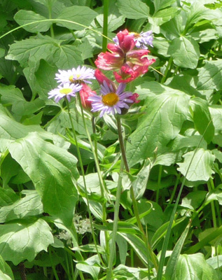 Mixed wildflowers Bird Creek Meadows