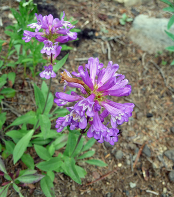 Cascade Penstemon (Penstumon serrulatus)