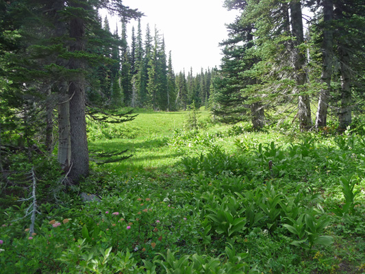 Small meadow at Bird Creek Meadow