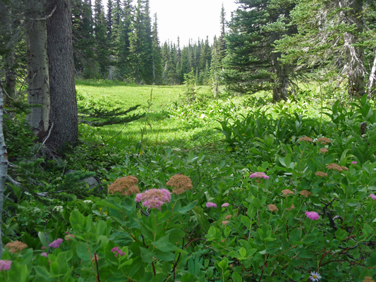 Small meadow at Bird Creek Meadow