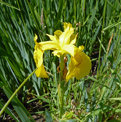 Yellow Flags (Iris pseudacorus) 