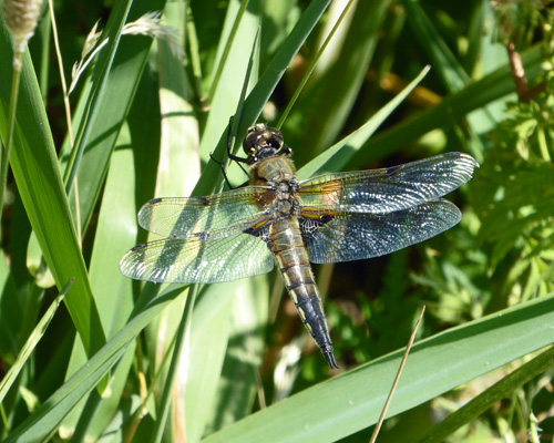 Dragonfly