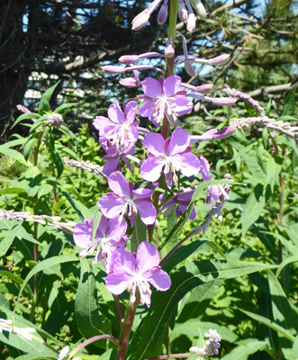 fireweed (Chamerion angustifolium)