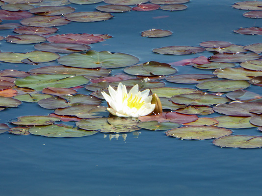 Fragrant Water Lilies (Nymphaea odorata)