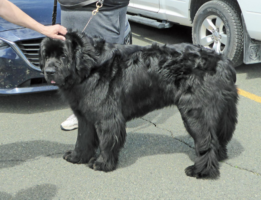Chief Newfoundland dog