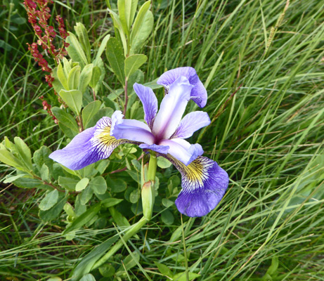 Blue Flags (Iris versicolor)