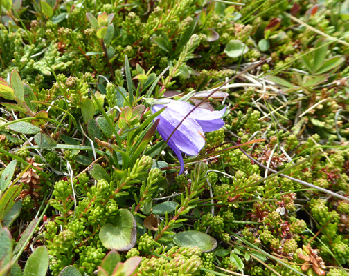 Harebells (Campanula rotundifolia)