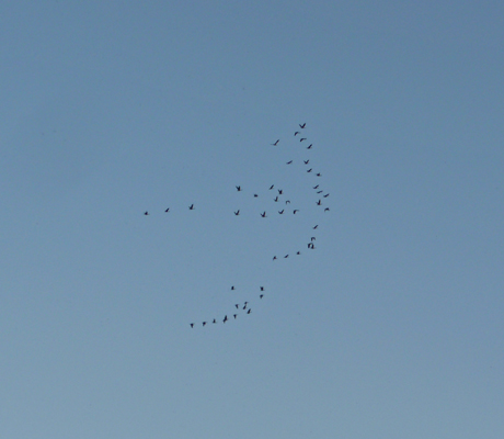 Geese in flight Steamboat Rock SP