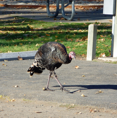 Wild turkey Steamboat Rock SP