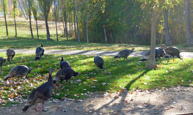18 Turkeys at Steamboat Rock SP