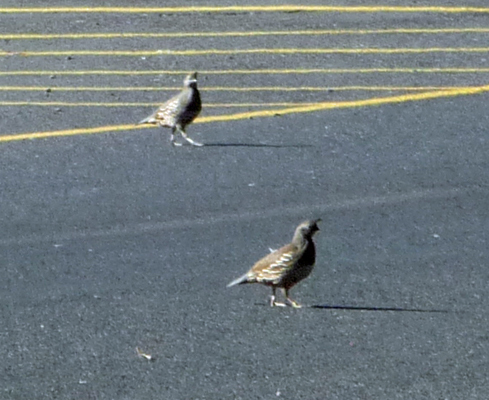 California Quail Steamboat Rock SP