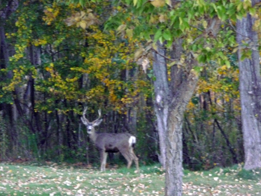 Big Buck Steamboat Rock SP