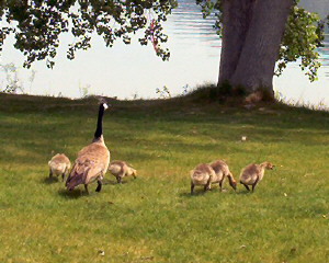 Canadian Geese and goslings