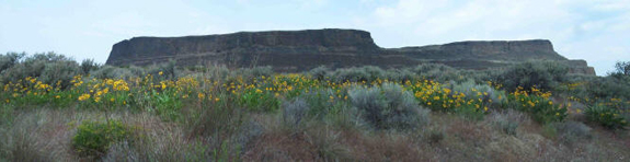 Wildflowers at Steamboat Rock State Park