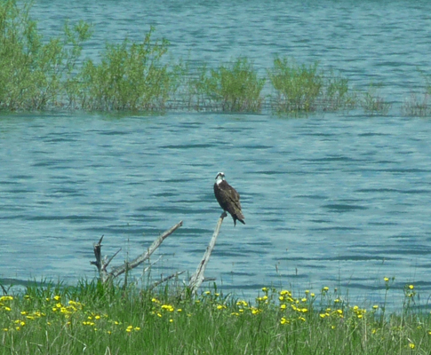 Osprey along shore near Stonebraker Ln ID