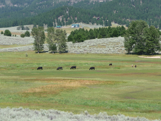 Stray Cattle at Sugarloaf Campground ID