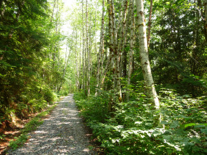 Trail/Road to Sunset Mine Index WA