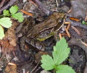 Frog along Sunset Mine trail