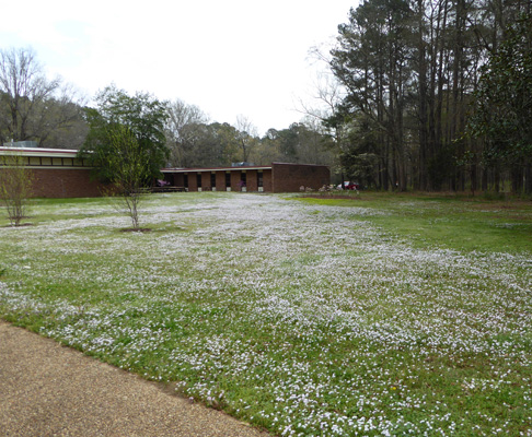 Spring Beauty Natchez Trace Tupelo MS