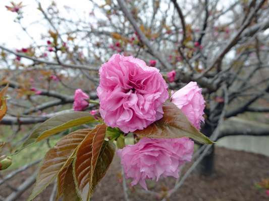 Flowering cherry blossom