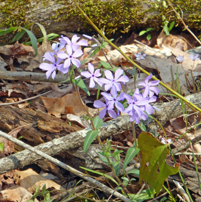 Wild Blue Phlox (Phlox divaricata)