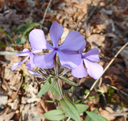 Wild Blue Phlox (Phlox divaricata)