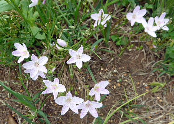 Spring Beauty (Claytonia virginica)