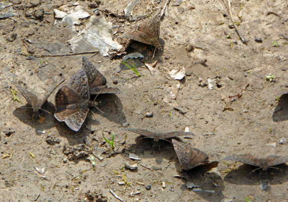 Black butterflies Natchez Trace TN