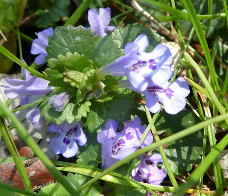 Ground Ivy (Glechoma hederacea)