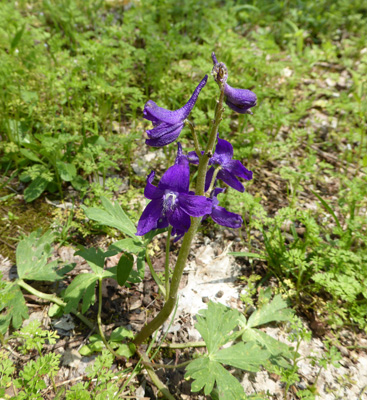 Spring Larkspur (Delphinium tricorne)