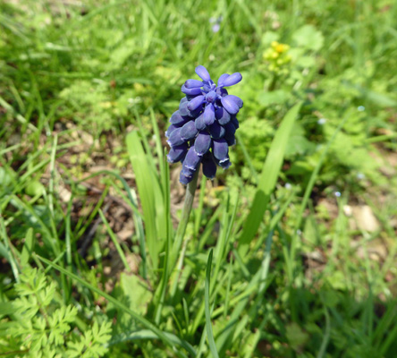 Starch Grape Hyacinth (Muscari neglectum)