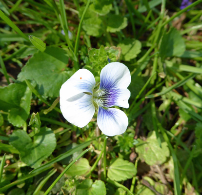 Field Pansy (Viola bicolor)