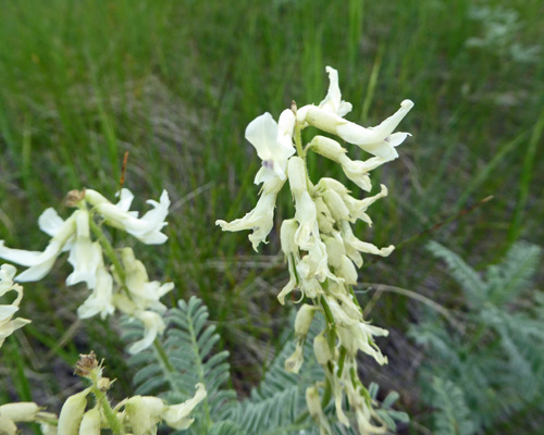 Narrowleaf Milkvetch (Astragalus pectinatus)