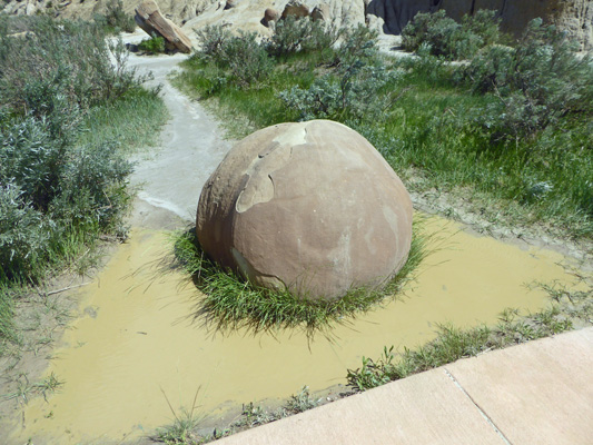Cannonball Concretion