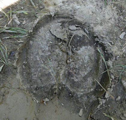 Bison print in mud