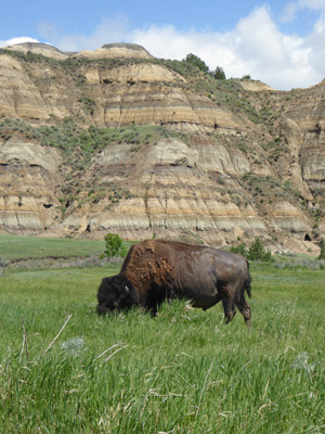 Bison in badlands