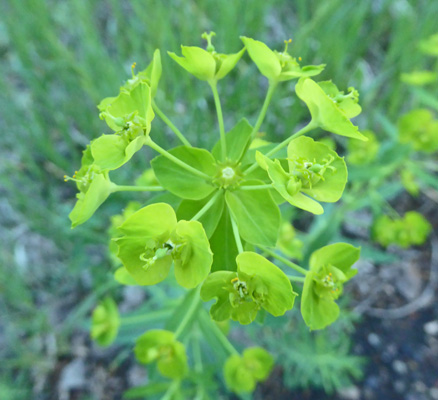 Euphorbia esula (Leafy Spurge)