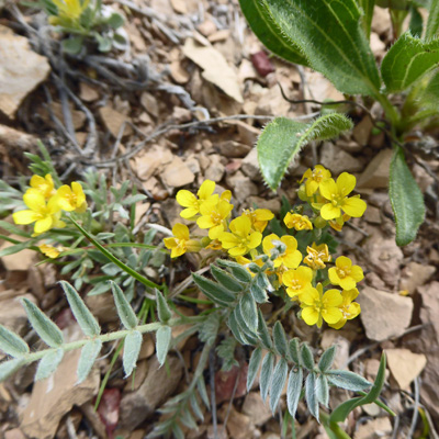 Foothill Bladderpod (Physaria ludoviciana)