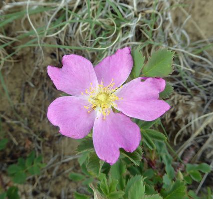 Prairie Rose (Rosa arkansana)