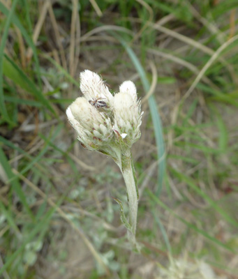 small-leaf Pussytoes (Antennaria parvifolia)