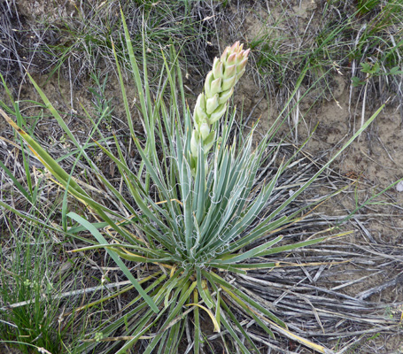 Small Soapweed (Yucca glauca)