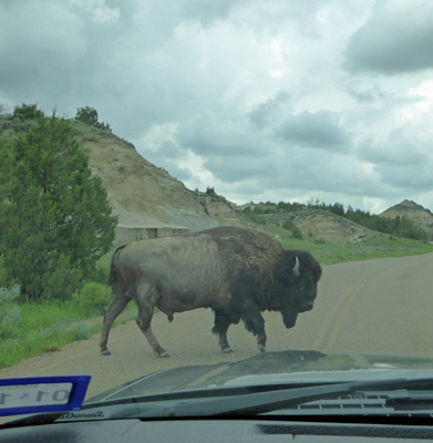 Bison crossing road