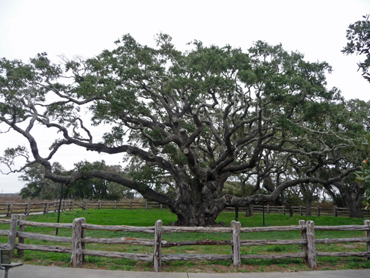 Big Tree Goose Island State Park